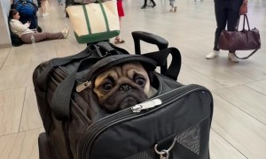 Travel-Sized Frankie