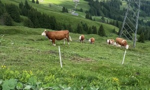 Man Plays Jazz Music for Cows