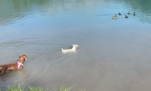 Dog Meets Ducks in the Pond