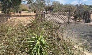 Tree Trunk Water Fountain