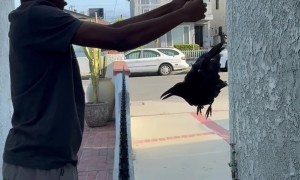 Crow Crashes Into Window and Family Unites for Wild Backyard Rescue