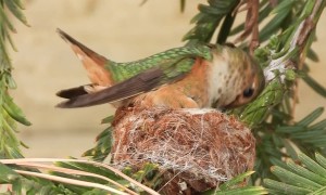 Female Hummingbird Carefully Crafts Nest