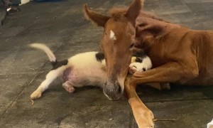 Puppy Gently Plays With Injured Filly