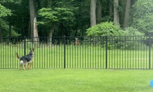 German Shepherd Befriends Neighborhood Deer