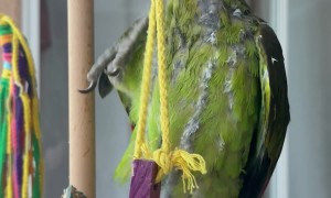 Green Parrot Dances and Sings in Pouring Rain