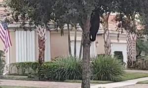Neighborhood Bear in Southwest Florida
