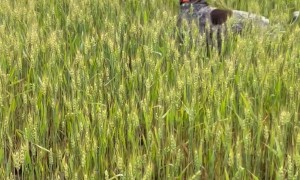 Bouncing GSP Frolics in Wheat Field