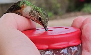Allen's Hummingbird Feeds From Hand