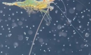 The Flight of a Red Nose Shrimp