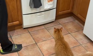 Orange Cat Doesn't Trust Orange Cat Towel