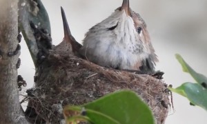 Hummingbird Mom Feeds Babies