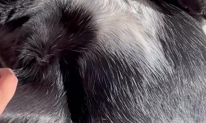 The Dog That Left the Sun Without Vitamin D