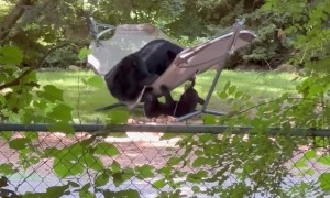 Bear Family Relaxes in a Hammock
