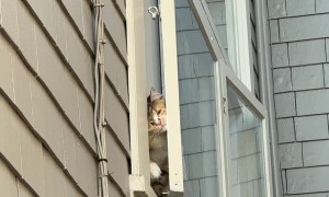 Cat Tries to Get to Their Owner Through the Window