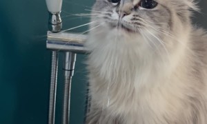 Behold! Opal Drinking Out of the Tub Faucet