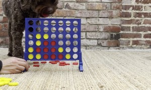 I Always Let Him Win When We Play Connect Four
