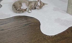 Adorable Short-Legged Minskin Kitten