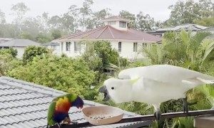 Lorikeet Squabbles With Cockatoo