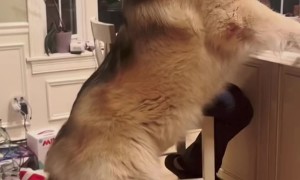 Giant Dog Gets a Treat