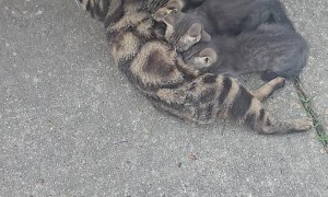 Young Mama Has Kittens