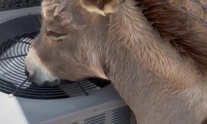 Donkey Cools Off With AC