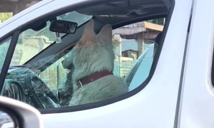 This Dog Is a Troublemaker