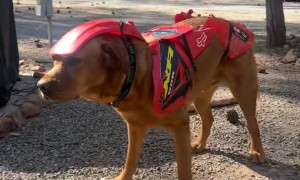 New Bike Is Running a Little Ruff