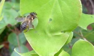 Leaf Cutter Bee at Work