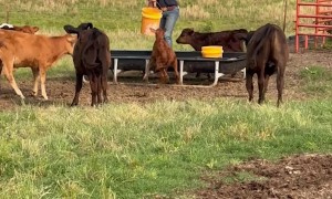 Calf Wants Whatever Is in the Farmer's Pocket