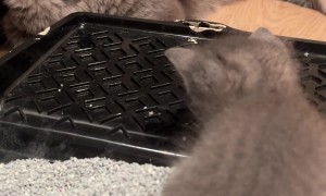 Involved Cat Dad Potty Trains Kitten