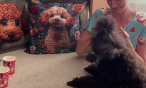 Poodle Flicks Every Target