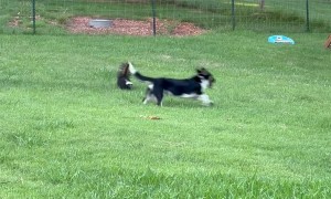 Pup and Skunk Morning Shenanigans