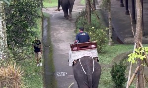 Elephant Whacks Passing Man With Stick