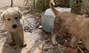 Stray Dogs In Iraq Given Ice Blocks To Cool Off