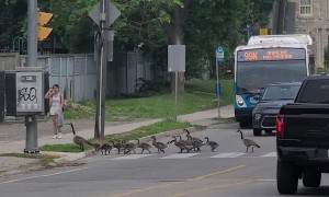 Polite Geese Use Pedestrian Crossing