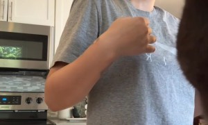 Acrylic Nails Stuck to Cat's Rear