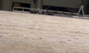 Playing Hide and Seek With Mustachioed Cat