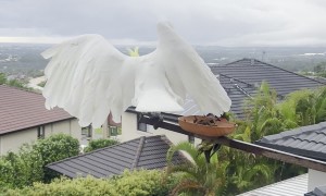 Lorikeet Scares Off Kookaburra and Cockatoo