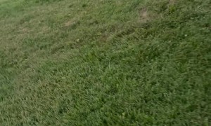 Firecracker Bursts at Family's Direction