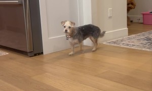 Penny the Dog Didn't Sneak Food Before Her Walk