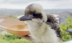 Baby Kookaburra Has a Cute Voice