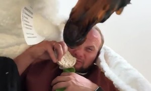 Doberman Takes Food From Owner