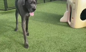 Massive Great Dane Dwarves Playset