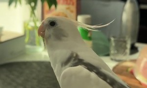 My Parrot Has One Message for Today: "Don't Worry, Be Happy!"