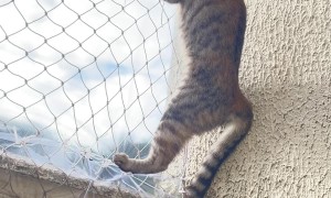 Kitten Determined to Find a Way Out