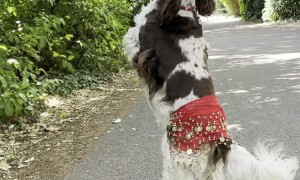Bonnie Belly Dancing Along the Way