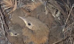 Innovative Birds Make Nest in Clothesline Pants