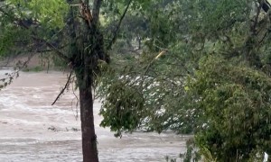 Deer Rescue in Texas Hill Country Flood 2025