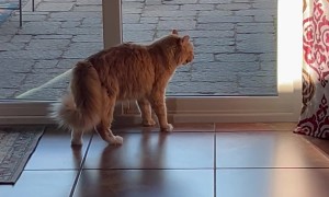 House Cat Making Friends With a Bobcat