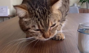 Cat Takes Pawfuls Of Strawberries